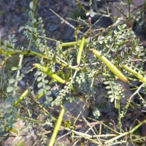 Indigofera adesmiifolia at O'Malley, ACT - 17 Nov 2015