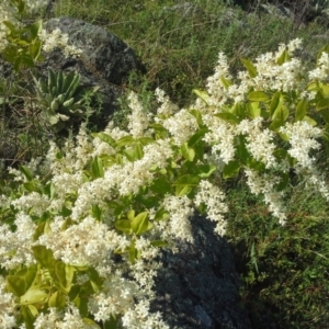 Ligustrum sinense at O'Malley, ACT - 17 Nov 2015