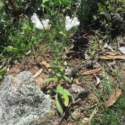 Echium plantagineum (Paterson's Curse) at Scrivener Hill - 16 Nov 2015 by Mike