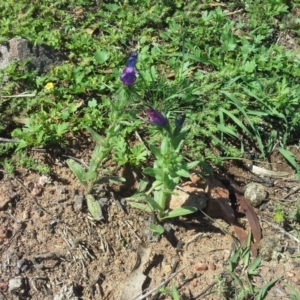 Echium plantagineum at O'Malley, ACT - 17 Nov 2015