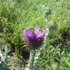 Onopordum acanthium (Scotch Thistle) at O'Malley, ACT - 16 Nov 2015 by Mike