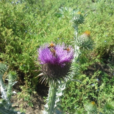 Onopordum acanthium (Scotch Thistle) at O'Malley, ACT - 16 Nov 2015 by Mike