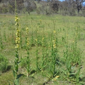 Verbascum virgatum at O'Malley, ACT - 17 Nov 2015 10:56 AM