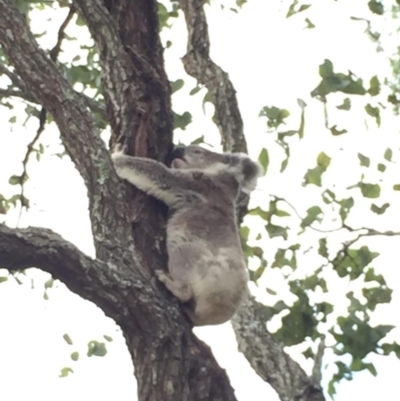 Phascolarctos cinereus (Koala) at Mount Mort, QLD - 15 Nov 2015 by OldHiddenValeStation