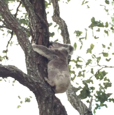 Phascolarctos cinereus (Koala) at Mount Mort, QLD - 16 Nov 2015 by OldHiddenValeStation