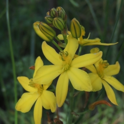 Bulbine bulbosa (Golden Lily) at Tuggeranong Hill - 6 Nov 2015 by michaelb