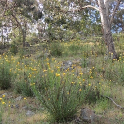 Xerochrysum viscosum (Sticky Everlasting) at Theodore, ACT - 7 Nov 2015 by MichaelBedingfield