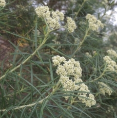 Cassinia longifolia (Shiny Cassinia, Cauliflower Bush) at Theodore, ACT - 7 Nov 2015 by MichaelBedingfield