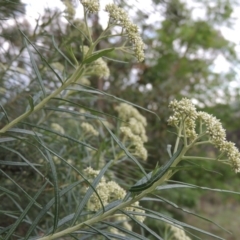 Cassinia longifolia at Theodore, ACT - 7 Nov 2015