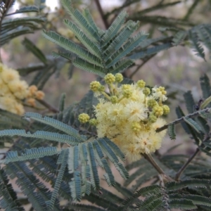 Acacia mearnsii at Theodore, ACT - 7 Nov 2015 06:34 PM