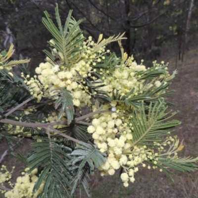 Acacia mearnsii (Black Wattle) at Tuggeranong Hill - 7 Nov 2015 by michaelb