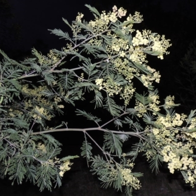 Acacia mearnsii (Black Wattle) at Tuggeranong Hill - 7 Nov 2015 by michaelb