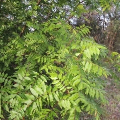 Ailanthus altissima at Theodore, ACT - 7 Nov 2015