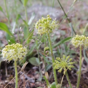 Hydrocotyle laxiflora at Theodore, ACT - 7 Nov 2015 06:37 PM