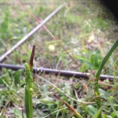 Microtis sp. (Onion Orchid) at Gungahlin, ACT - 17 Nov 2015 by RichardMilner