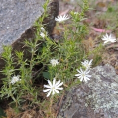 Stellaria pungens (Prickly Starwort) at Theodore, ACT - 7 Nov 2015 by MichaelBedingfield