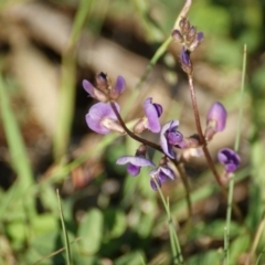 Glycine tabacina (Variable Glycine) at Garran, ACT - 18 Nov 2015 by roymcd