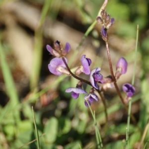 Glycine tabacina at Garran, ACT - 18 Nov 2015 07:08 AM