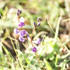 Glycine tabacina at Garran, ACT - 18 Nov 2015