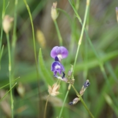 Glycine tabacina at Garran, ACT - 18 Nov 2015