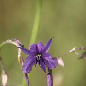 Arthropodium fimbriatum at Red Hill, ACT - 18 Nov 2015