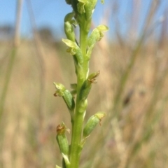 Microtis sp. (Onion Orchid) at Mitchell, ACT - 18 Nov 2015 by RichardMilner