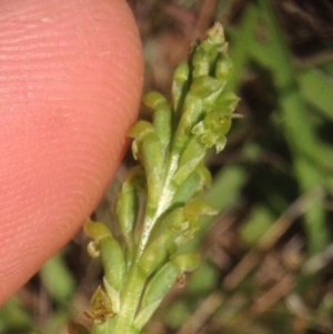 Microtis sp. at Mitchell, ACT - suppressed