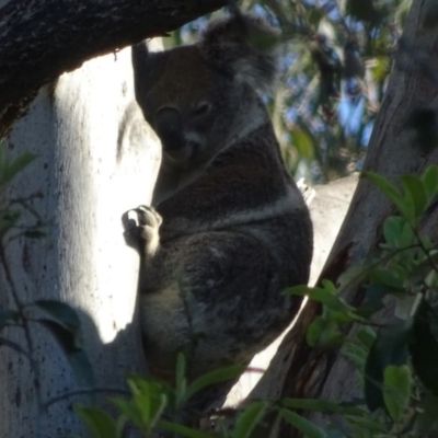 Phascolarctos cinereus (Koala) at - 17 Nov 2015 by magpie4@live.com.au