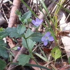 Veronica calycina (Hairy Speedwell) at Canberra Central, ACT - 18 Oct 2015 by MAX