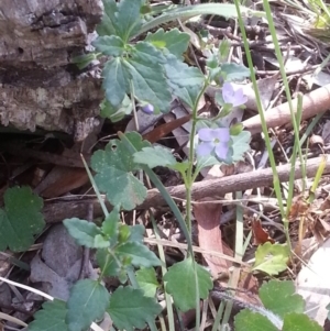 Veronica calycina at Canberra Central, ACT - 18 Oct 2015