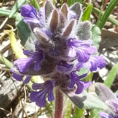 Ajuga australis (Austral Bugle) at Canberra Central, ACT - 18 Oct 2015 by MAX