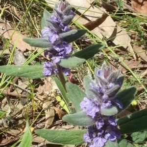 Ajuga australis at Canberra Central, ACT - 18 Oct 2015