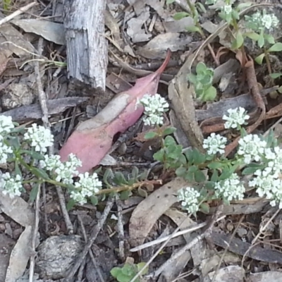 Poranthera microphylla (Small Poranthera) at Canberra Central, ACT - 18 Oct 2015 by MAX