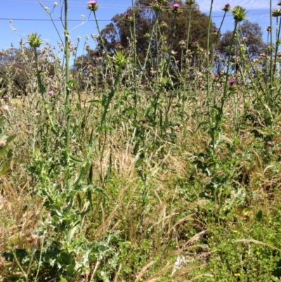 Silybum marianum (Variegated Thistle) at Jerrabomberra Wetlands - 18 Nov 2015 by Ratcliffe