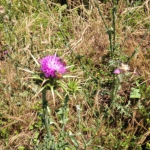 Silybum marianum at Campbell, ACT - 18 Nov 2015 01:49 PM