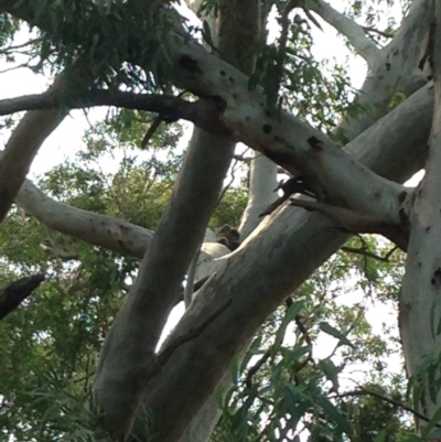 Phascolarctos cinereus (Koala) at Rostrevor, SA - 17 Nov 2015 by Spotto