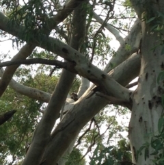 Phascolarctos cinereus (Koala) at Rostrevor, SA - 17 Nov 2015 by Spotto