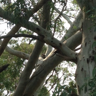 Phascolarctos cinereus (Koala) at Rostrevor, SA - 17 Nov 2015 by Spotto