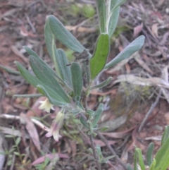 Billardiera scandens (Hairy Apple Berry) at Majura, ACT - 17 Nov 2015 by SilkeSma