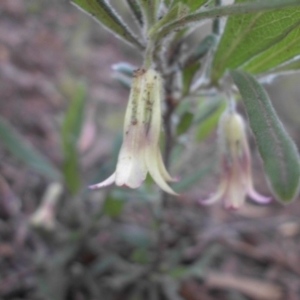 Billardiera scandens at Majura, ACT - 18 Nov 2015