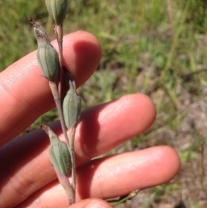 Thelymitra sp. at Dunlop, ACT - suppressed