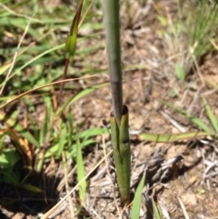 Thelymitra sp. at Dunlop, ACT - suppressed