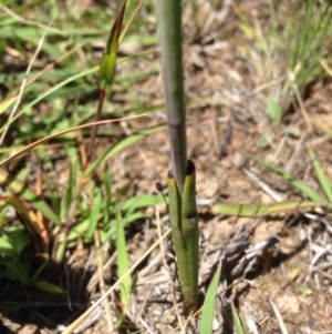 Thelymitra sp. at Dunlop, ACT - suppressed