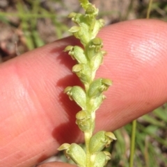 Microtis sp. (Onion Orchid) at Dunlop, ACT - 18 Nov 2015 by RichardMilner