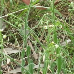 Hackelia suaveolens (Sweet Hounds Tongue) at Hackett, ACT - 1 Nov 2015 by MPW