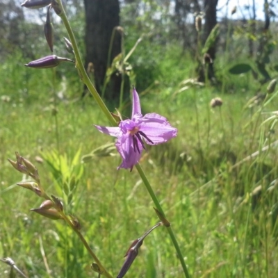 Arthropodium fimbriatum (Nodding Chocolate Lily) at Jerrabomberra, ACT - 18 Nov 2015 by Mike
