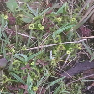 Drosera sp. at Majura, ACT - 6 Sep 2015 04:32 PM