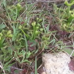 Drosera sp. at Majura, ACT - 6 Sep 2015