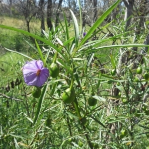 Solanum linearifolium at Jerrabomberra, ACT - 18 Nov 2015