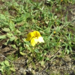 Goodenia pinnatifida (Scrambled Eggs) at Isaacs Ridge Offset Area - 17 Nov 2015 by Mike